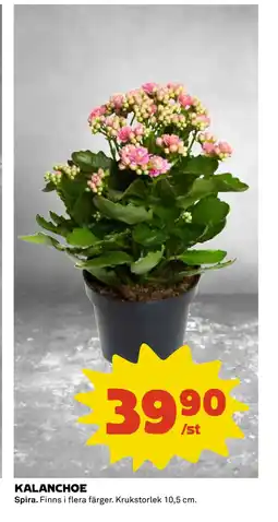 Coop Daglivs KALANCHOE erbjuda