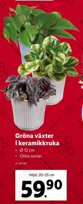Lidl Gröna växter i keramikkruka erbjuda