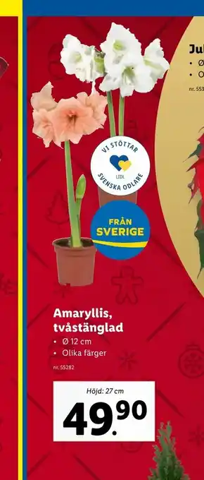 Lidl Amaryllis, tvåstänglad erbjuda