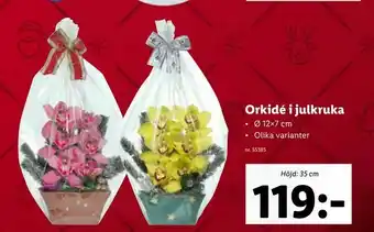 Lidl Orkidé i julkruka erbjuda