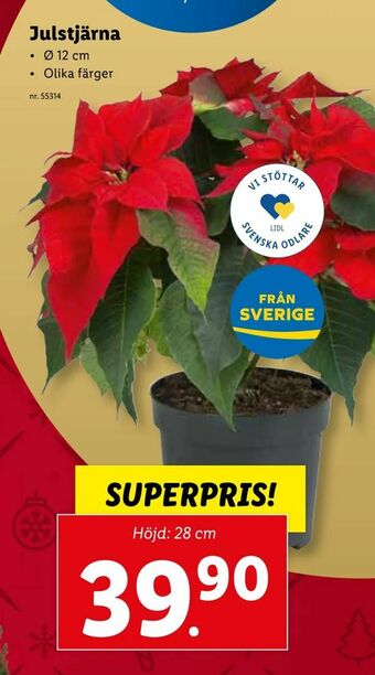 Julstjärna