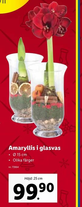 Lidl Amaryllis i glasvas erbjuda