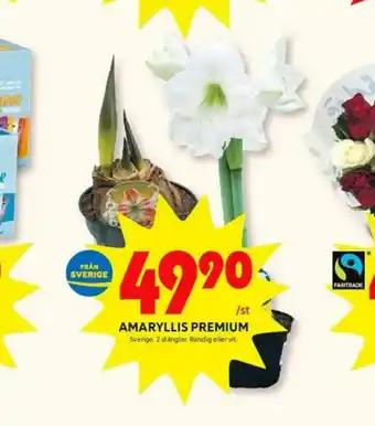 Krukväxt