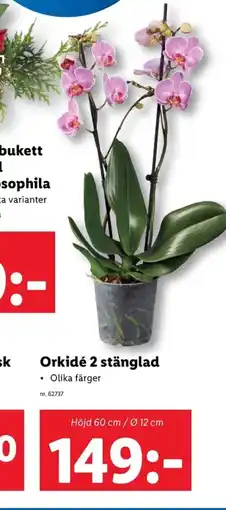 Lidl Orkidé 2 stänglad erbjuda