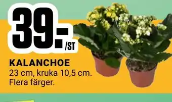 ÖoB Kalanchoe erbjuda