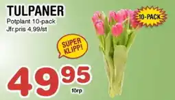 Tulpaner