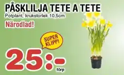 Nya Pulsen Påsklilja tete a tete erbjuda