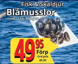 Supergrossen Blåmusslor erbjuda