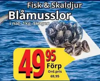 Supergrossen Blåmusslor erbjuda