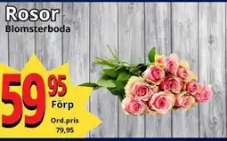 Supergrossen Rosor erbjuda