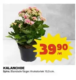 Coop Kalanchoe erbjuda