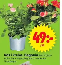 ICA Supermarket Ros i kruka, Begonia erbjuda