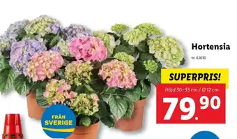 Lidl Hortensia erbjuda