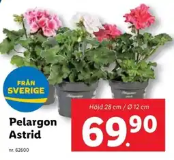 Lidl Pelargon Astrid erbjuda