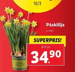 Lidl Påsklilja erbjuda