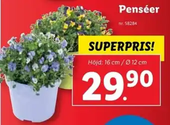 Lidl Penséer erbjuda