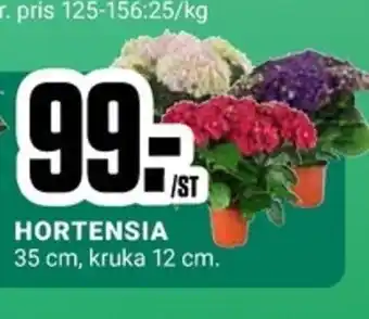 ÖoB HORTENSIA erbjuda