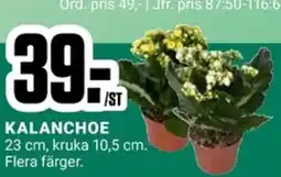 ÖoB KALANCHOE erbjuda