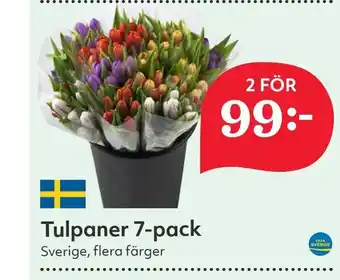 Östenssons Tulpaner 7-pack erbjuda