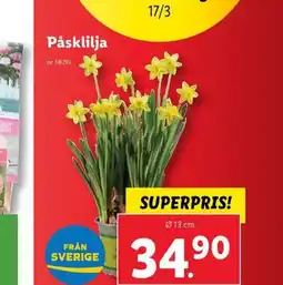 Lidl Påsklilja erbjuda