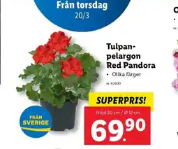 Lidl Tulpan- pelargon Red Pandora ⚫ Olika färger erbjuda