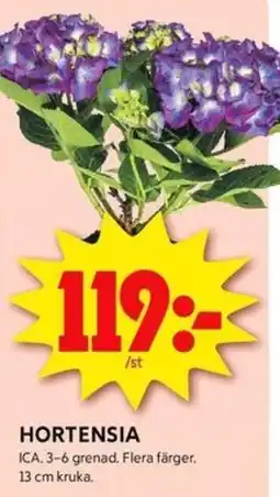 ICA Kvantum Hortensia erbjuda