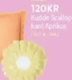 DollarStore Kudde Scallop- kant Aprikos erbjuda