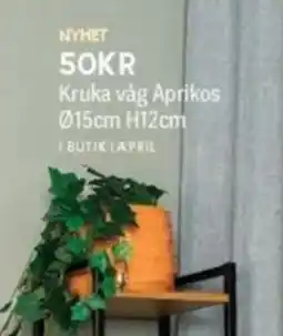 DollarStore Kruka våg Aprikos erbjuda