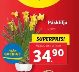 Lidl Påsklilja erbjuda