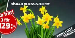 Bauhaus PÅSKLILJA NARCISSUS CARLTON erbjuda