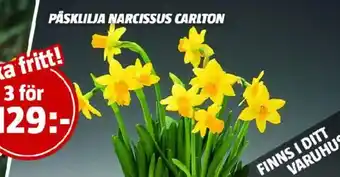 Bauhaus PÅSKLILJA NARCISSUS CARLTON erbjuda