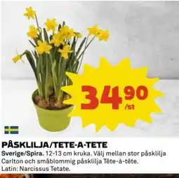 Coop Påsklilja/tete-a-tete erbjuda