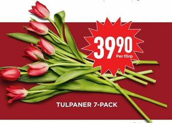 Willys Hemma Tulpaner 7-pack erbjuda