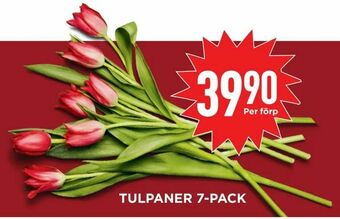 Willys Hemma Tulpaner 7-pack erbjuda