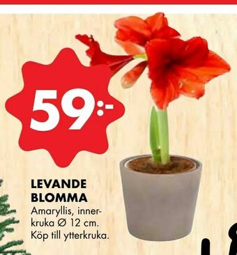 ÖoB Levande blomma erbjuda