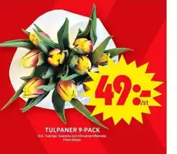 ICA Maxi TULPANER 9-PACK erbjuda