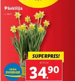 Lidl Påsklilja erbjuda