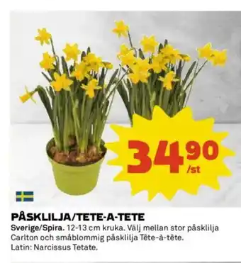 Coop PÅSKLILJA/TETE-A-TETE erbjuda