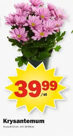 Krysantemum