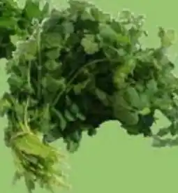 Nya Pulsen Koriander erbjuda