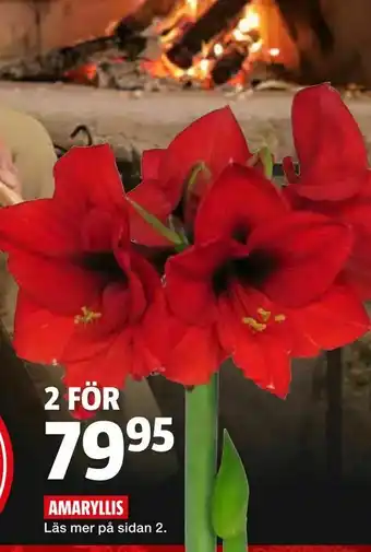 Bauhaus Amaryllis erbjuda