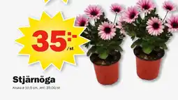 Pekås Stjärnöga erbjuda