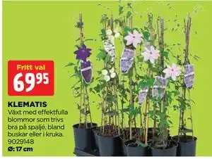 Jem&Fix KLEMATIS erbjuda