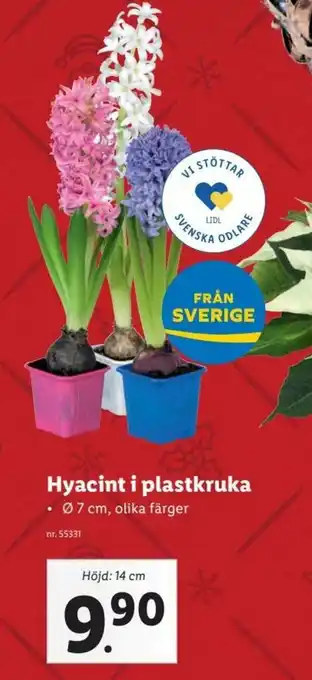 Lidl Hyacint i plastkruka erbjuda