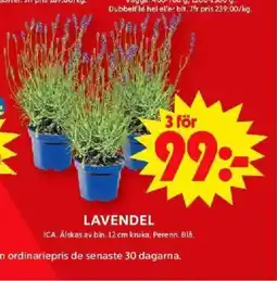 ICA Maxi LAVENDEL erbjuda