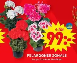 ICA Maxi PELARGONER ZONALE erbjuda