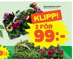 Stora Coop Sommarblommor 6-pack erbjuda