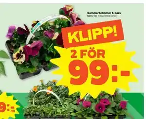 Stora Coop Sommarblommor 6-pack erbjuda