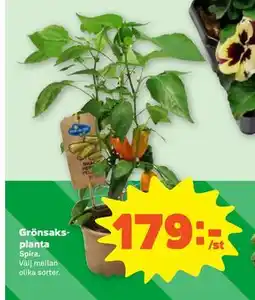 Stora Coop Grönsaksplanta erbjuda