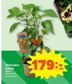 Stora Coop Grönsaksplanta erbjuda